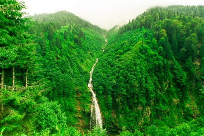التنزه بين الغابات — صورة 1