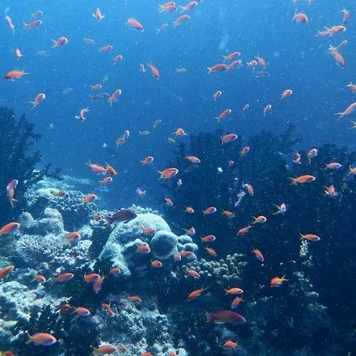 الغوص في محمية إتش بي ريف — صورة 15