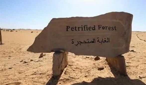 محمعة الاشجار المتحجره — صورة 6