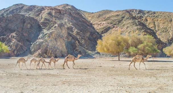 محمية وادي الجمال — صورة 8