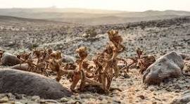 محمعة الاشجار المتحجره — صورة 1