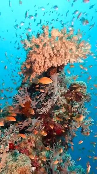 محمية نبق — صورة 10