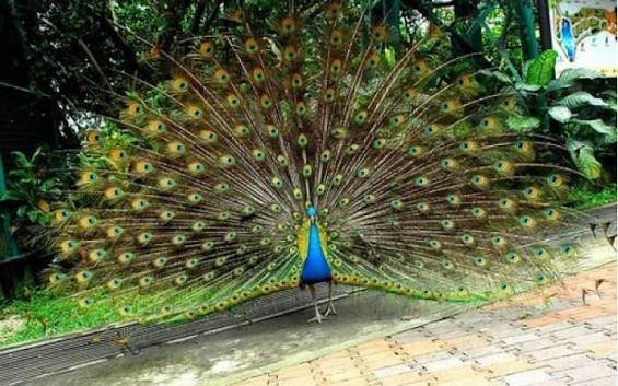 حديقه الطيور — صورة 5