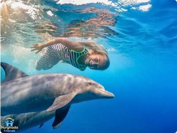 الدولفين هاوس — صورة 13