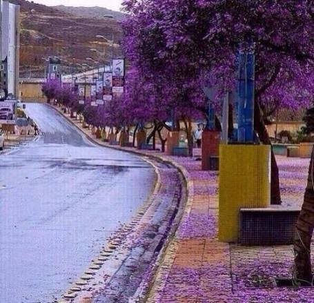 معالم أبها — صورة 14