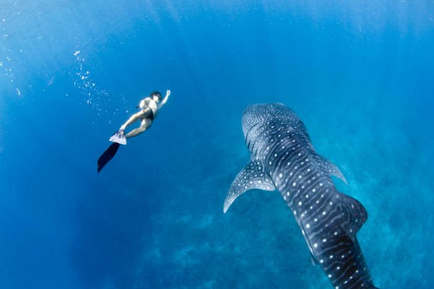 منتجع نوكو 5 ايام — صورة 12