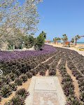 ZOUNi Beach - Mangroovy — صورة 10