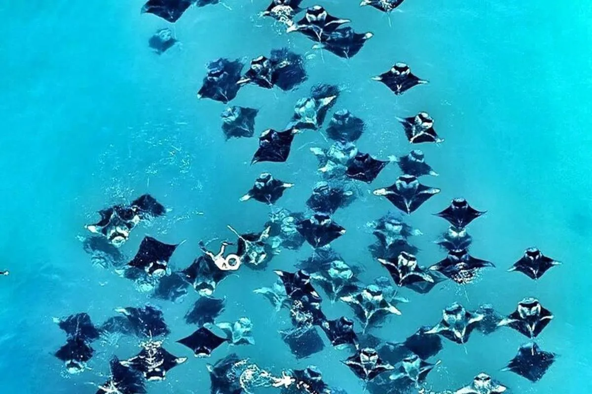 سنوركل خليج هانيفارو لمشاهدة المانتا — صورة 5