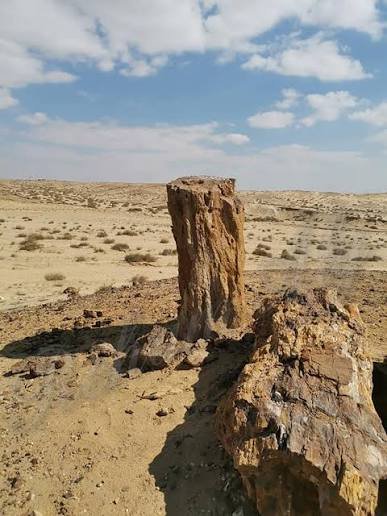 محمعة الاشجار المتحجره — صورة 4