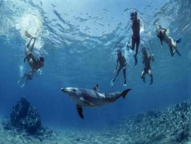 الغوص في بيت الدلافين — صورة 2