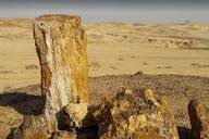 محمعة الاشجار المتحجره — صورة 2