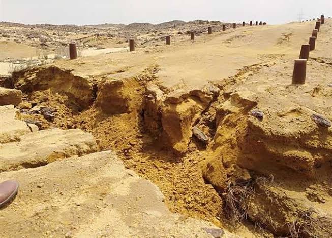 محمعة الاشجار المتحجره — صورة 7