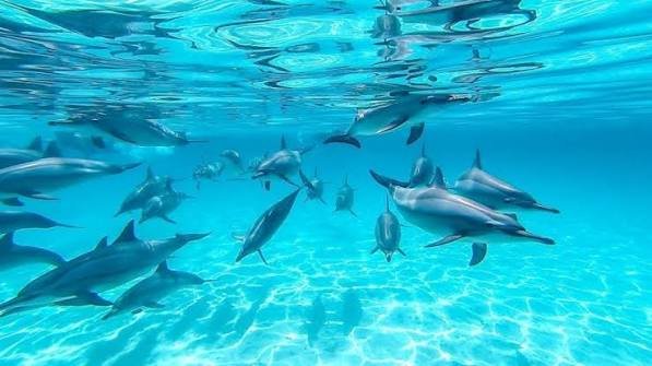 بيت الدلافين — صورة 1