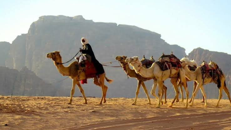 ركوب الجمال